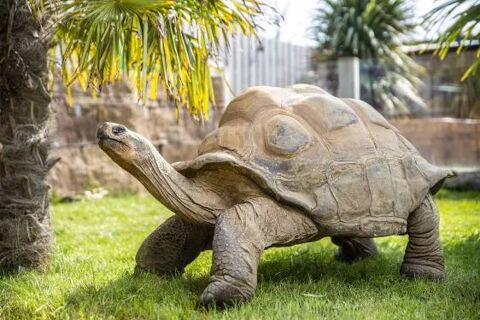 Protéger et mettez votre tortue en sécurité 75 50 93800 pinay-sur-seine