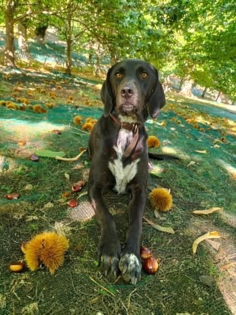   Chien SAMY à l adoption 