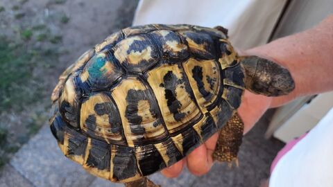 Tortue terrestre male 150 34300 Agde