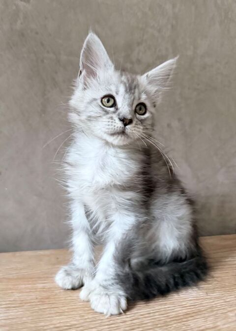 Chaton Maine Coon femelle lign&eacute;e shaded polydactyle 1400 13400 Aubagne