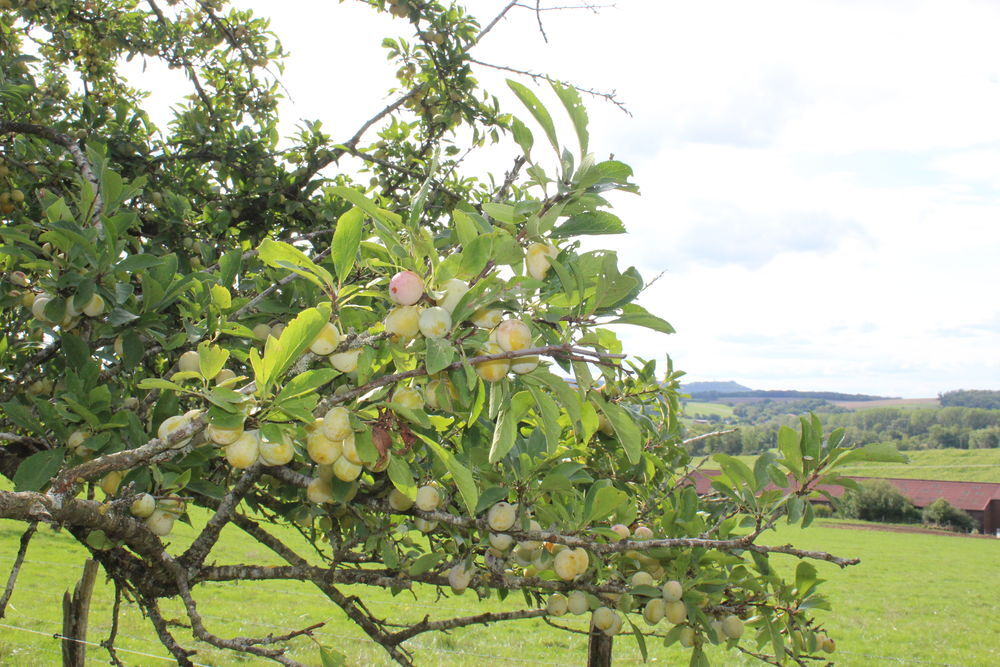 Mirabelles non trait&eacute;es Jardin
