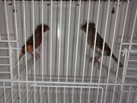   Couples de Canaris 