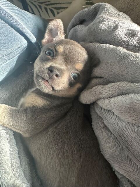 BEBE CHIHUAHUA 750 89700 Tonnerre