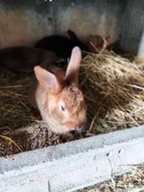   Lapins satin pur race 