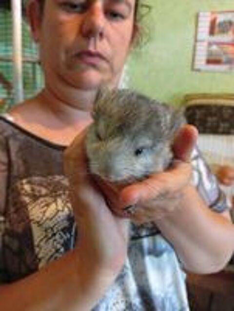   Bb chinchillas femelle à réserver 15 juillet. 