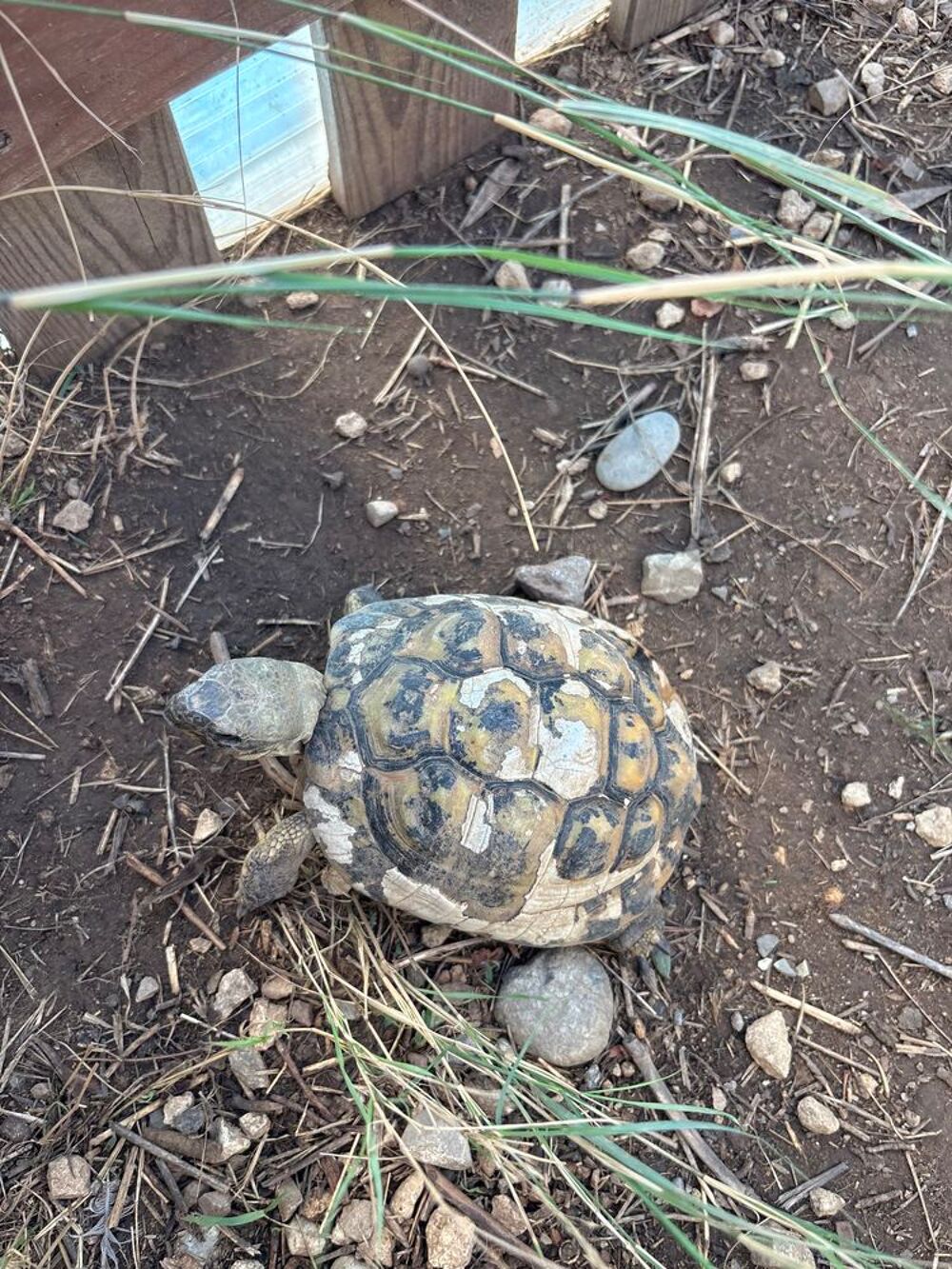   Tortues mâles  