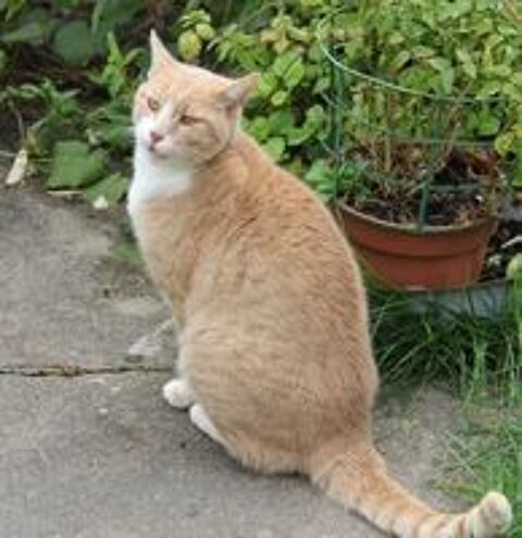   VOLTAIRE CHAT TIGRE ROUX CLAIR 4 ANS 