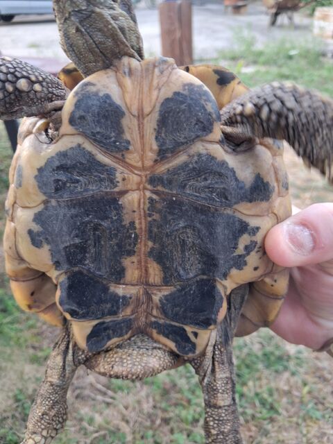 Tortue de terre  200 42700 Firminy