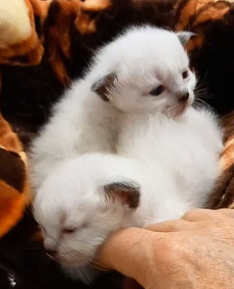 chatons sacr&eacute; de Birmanie 1200 06100 Nice