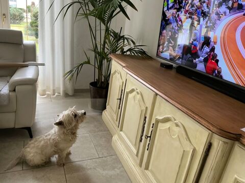 Donne petit chien Westie 7 ans 0 47000 Agen