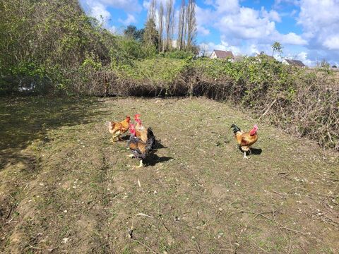 Coq 15 77120 Coulommiers