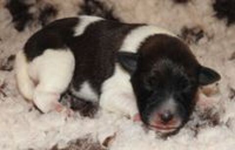   CHIOT LOF FOX TERRIER POIL LISSE, une belle naissance. 