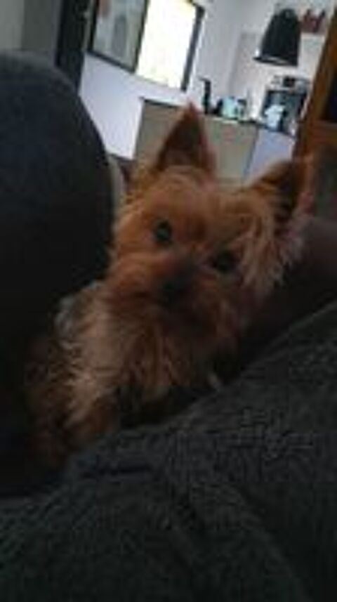   Petit chien tranquille 