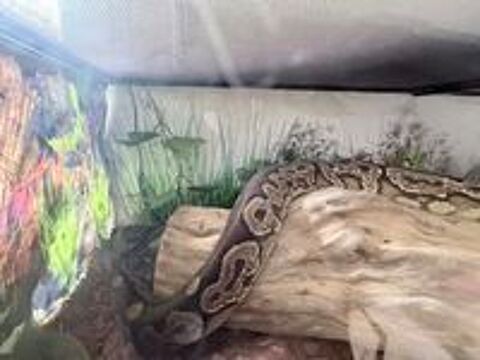   : Python Royal femelle + terrarium complet 