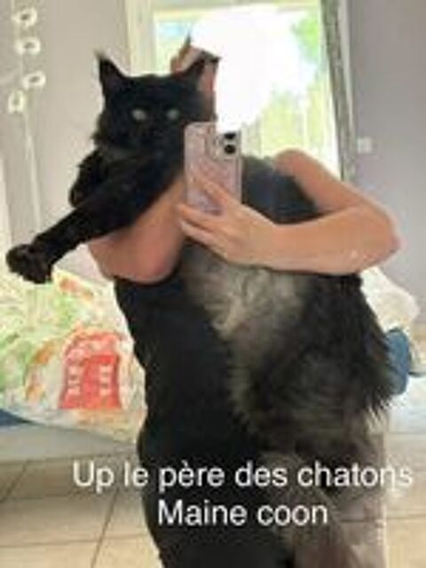   Chatons Maine coon mâle et femelle 