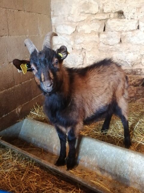 Boucs Alpins 60 79800 Pamproux