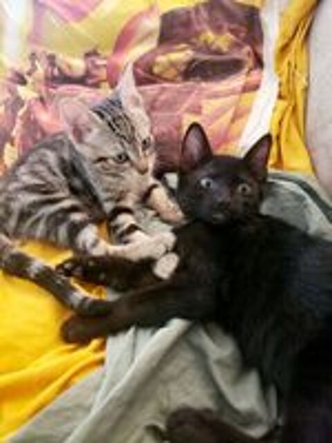   Don de chatons européens 