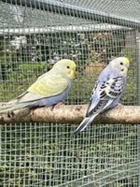   Perruche ondulée violette violet , violet jaune, blanc viole 