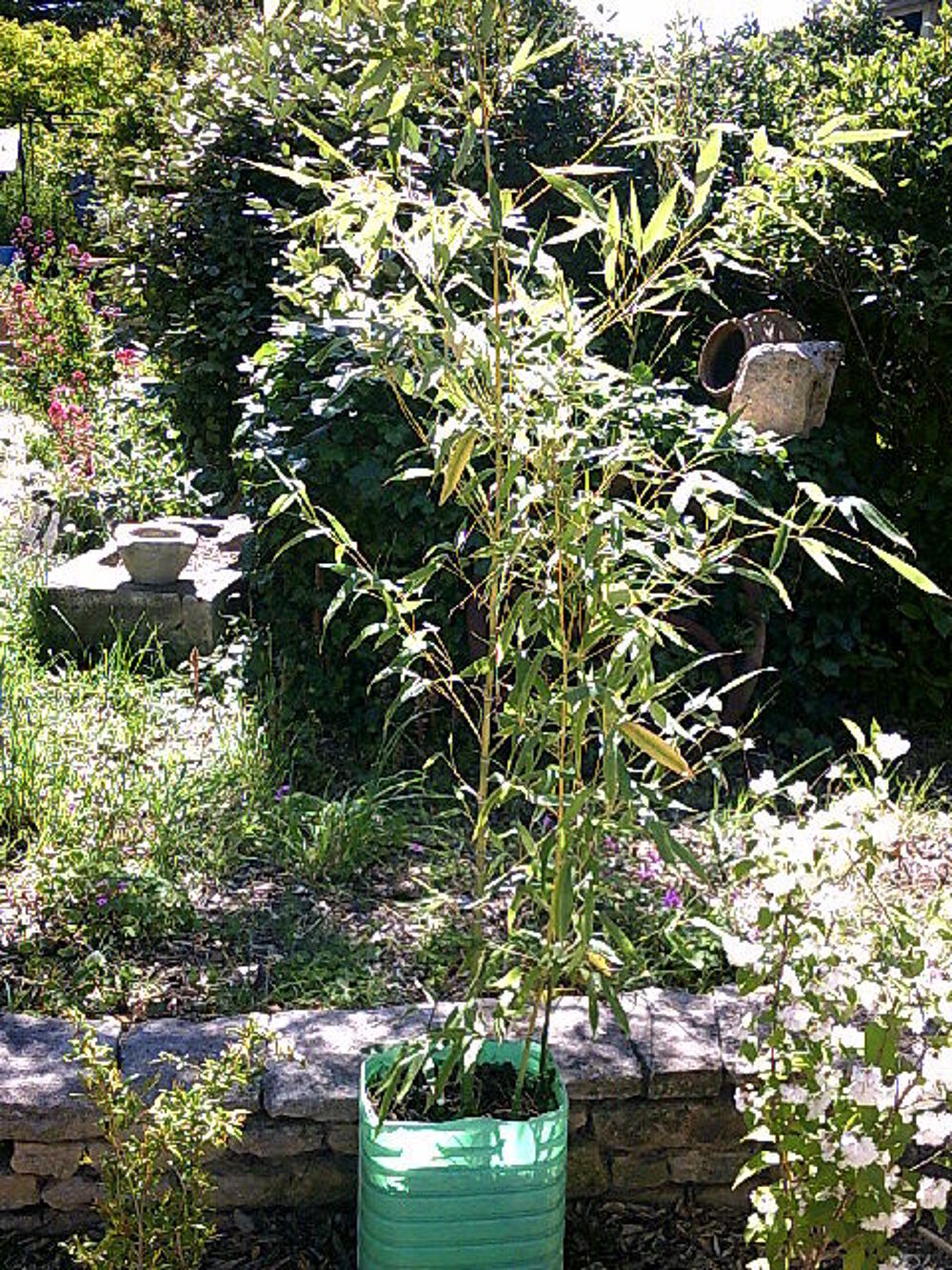 plants de bambou
Jardin
