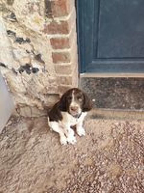   Chiots english springer spaniel 