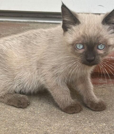 Chaton ragdoll femelle 0 94250 Gentilly