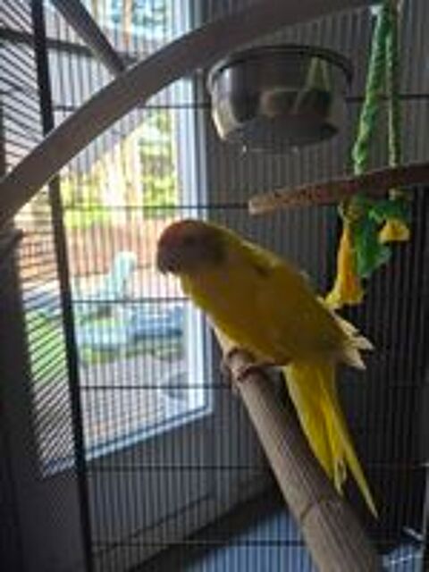   kakariki 
