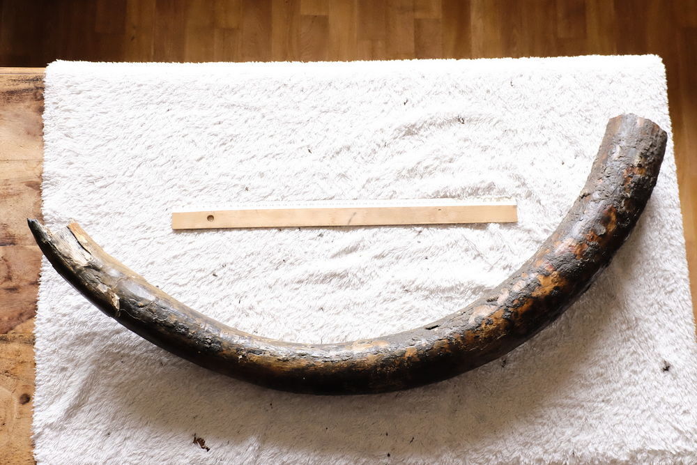 [Fossile] D&eacute;fense de Mammouth laineux (Mammuthus primigenius 