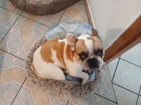 Saillie bouledogue fran&ccedil;ais 300 24160 Saint-rapha�l