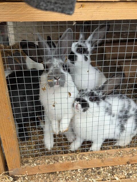 Laperaux 0 71760 Issy-l'�v�que