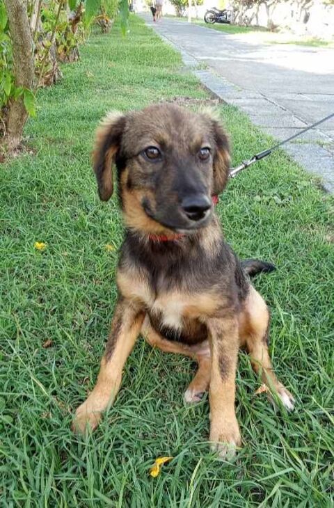 Azzura, femelle X berger n&eacute;e le 04/09/2025 300 94000 Cr�teil