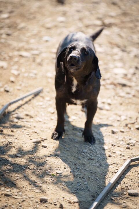 MURA au refuge en roumanie ( lui cherchons aussi un accueil pour la sauver du refuge ) 0 75018 Paris