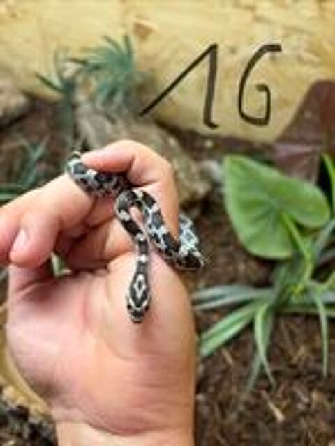   Jeunes Pantherophis guttatus ? Amel, Anery, Caramel, Classiq 