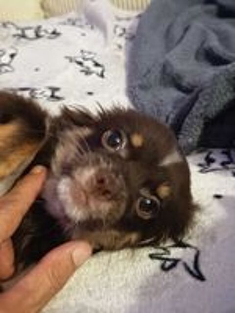   Chihuahua 