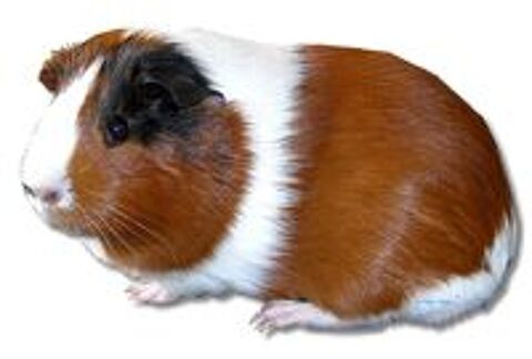   Cochons d'Inde 