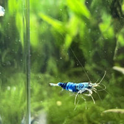   Caridinas Crazy Blue pour aquarium 