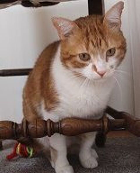   MIOSSEC CHAT TIGRE ROUX 8 ANS 1/2 