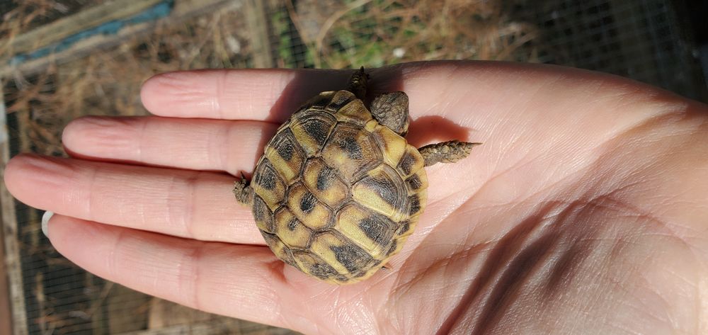   Bébés tortues 
