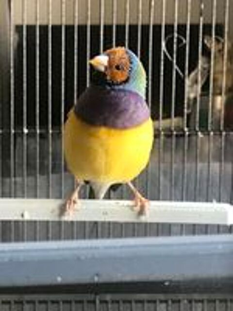   DIAMANT DE GOULD  