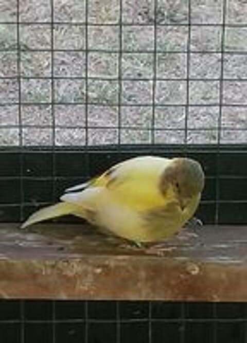   Canari  