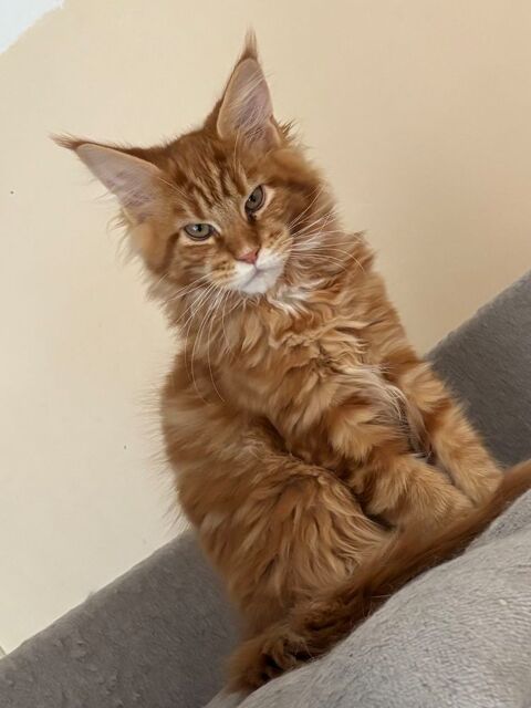 Magnifique chatons Maine Coon  950 91670 Angerville