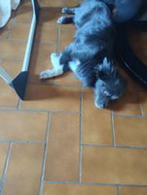   Vend chiot femelle pomchi VOUS POUVEZ FAIRE UNE PROPOSITION  