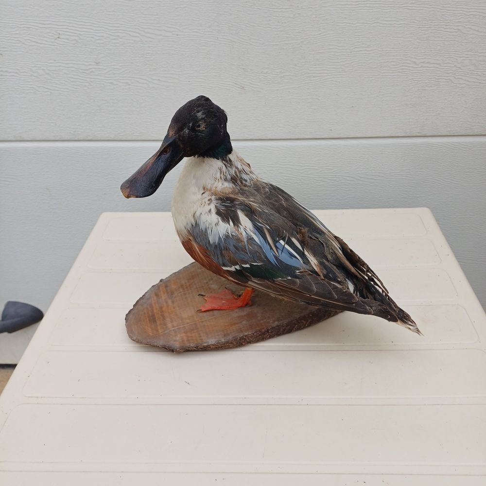 taxidermie ampaille canard souchet Décoration