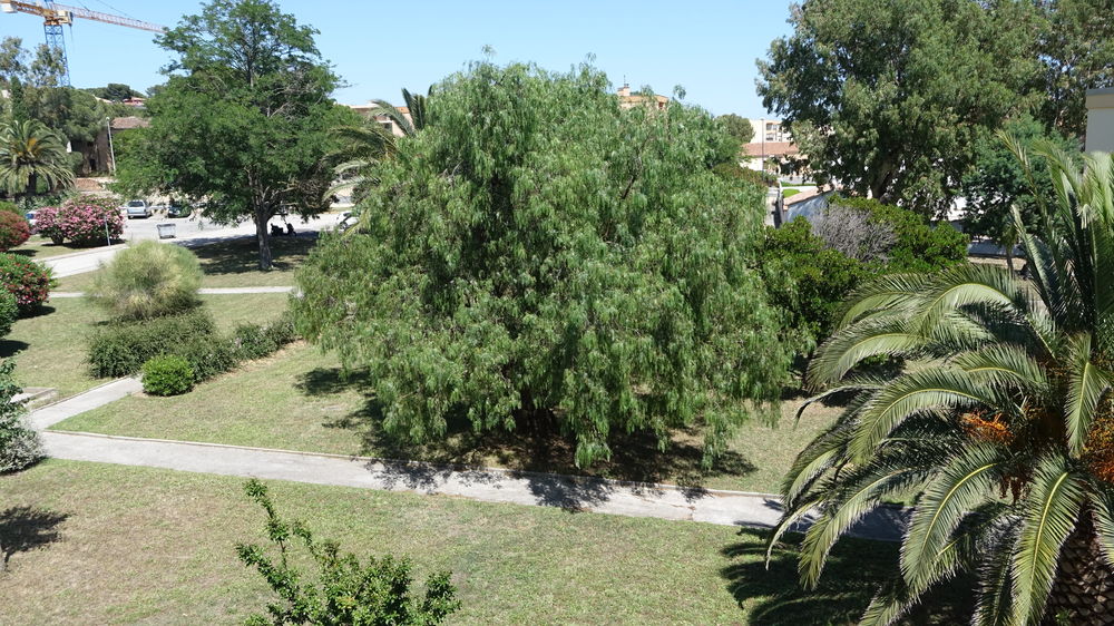   BORMES LES MIMOMAS - LA FAVIERE 300 m de la mer 4 personnes Provence-Alpes-Côte d'Azur, Bormes-les-Mimosas (83230)