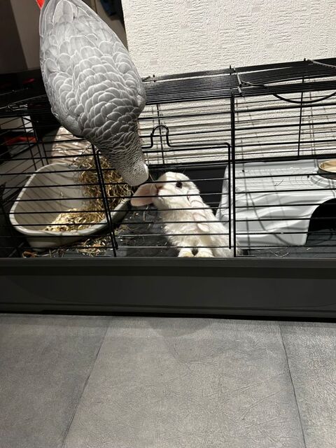 Gris du Gabon 1000 78114 Magny-les-hameaux