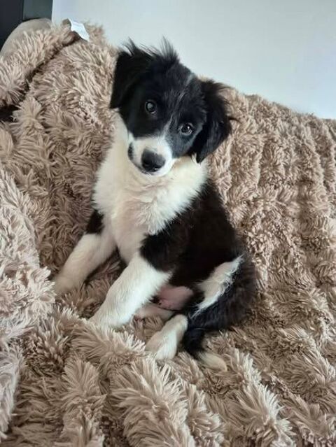 Chien ALPHA &agrave; l adoption 300 07100 Annonay