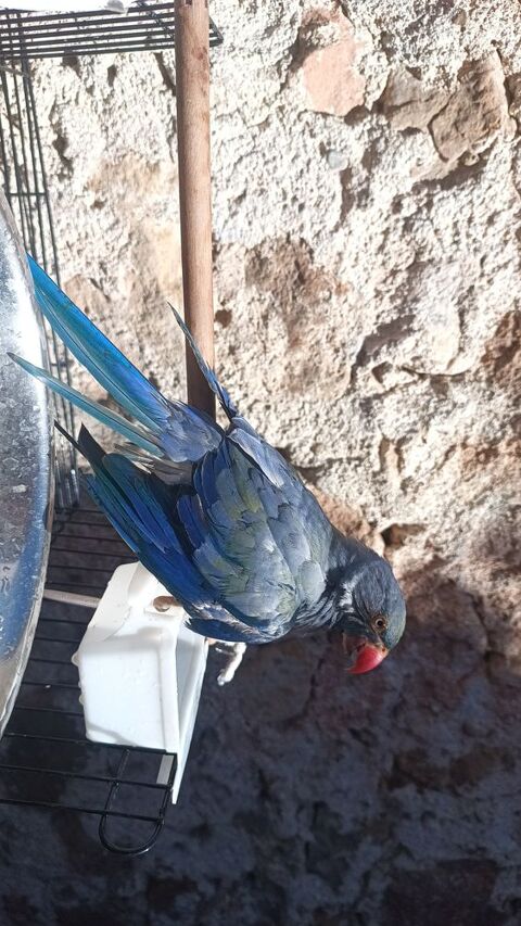 Perruche a Collier ou grand Alexandre bec crochus eam 200 34120 Cazouls-d'hrault