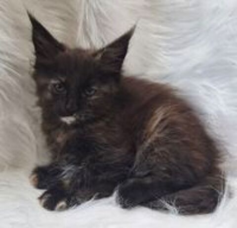   A reserver magnifiques chatons maine coon non loof 