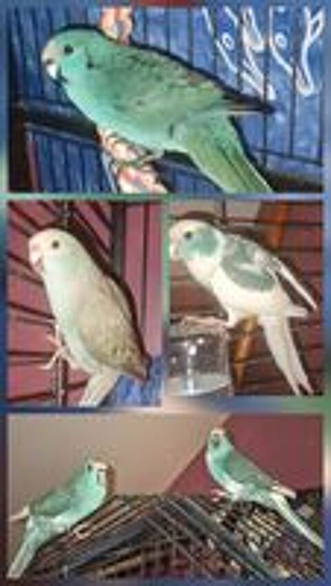    kakarikis  