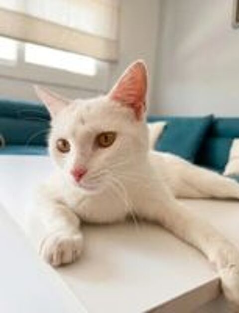   Flocon jeune et adorable chatte cherche famille 