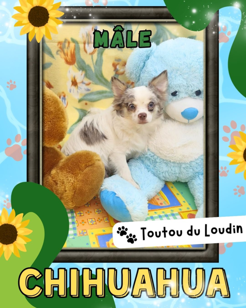 Chiot chihuahua m&acirc;le poils longs 450 18140 Précy